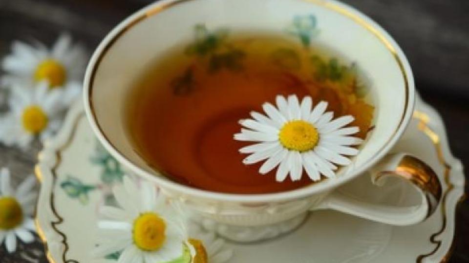 Чай от лайка бори страшни болести
