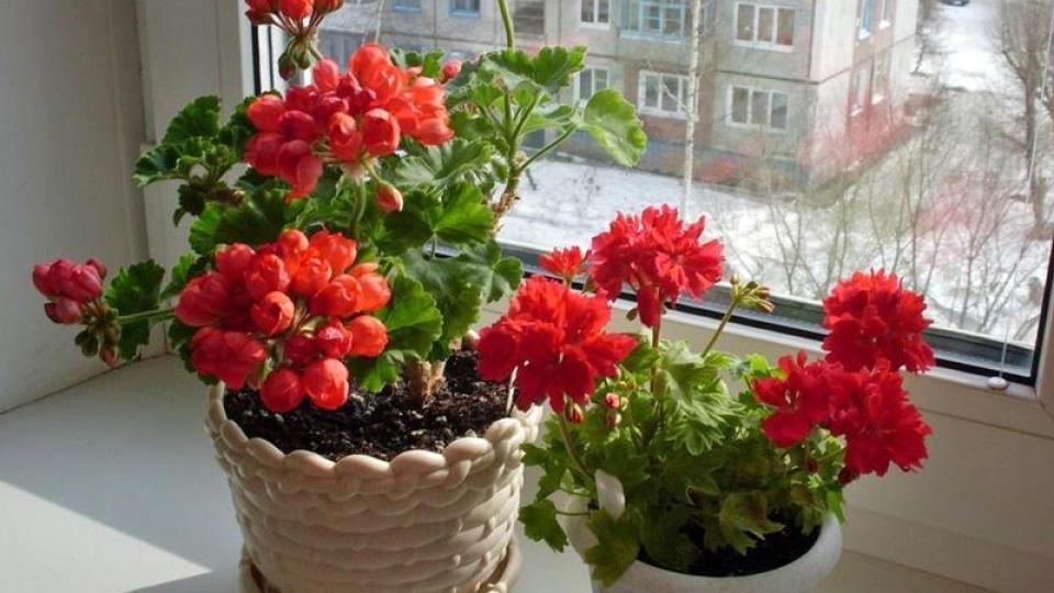 Изхвърлете това цвете от дома си, грозят ви нещастие и раздори