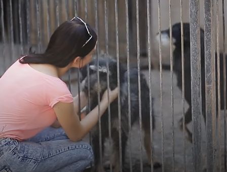 Ани и Иво осиновиха доберман, но 5 дни след това чуха зловещ писък от дъщеричката им СНИМКИ