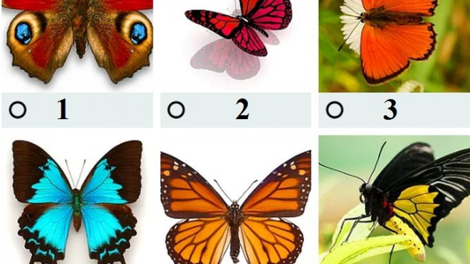 Всички тайни за вас падат за секунди с този бърз тест с пеперуди!