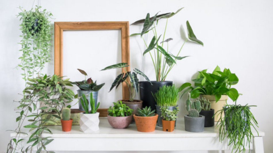 Не е за вярване колко растения са необходими, за да почистите въздуха у дома