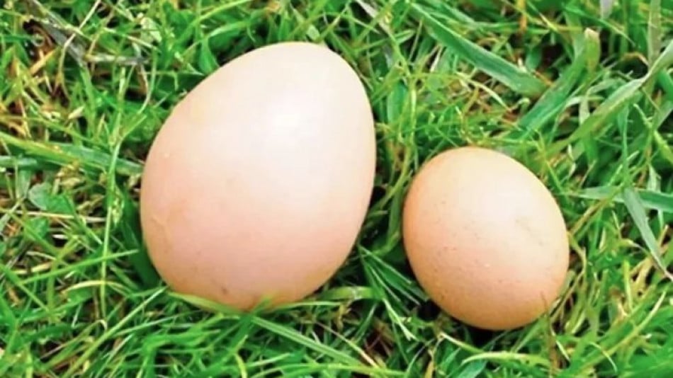Яйцата може да са годни за ядене цяла година, ето как