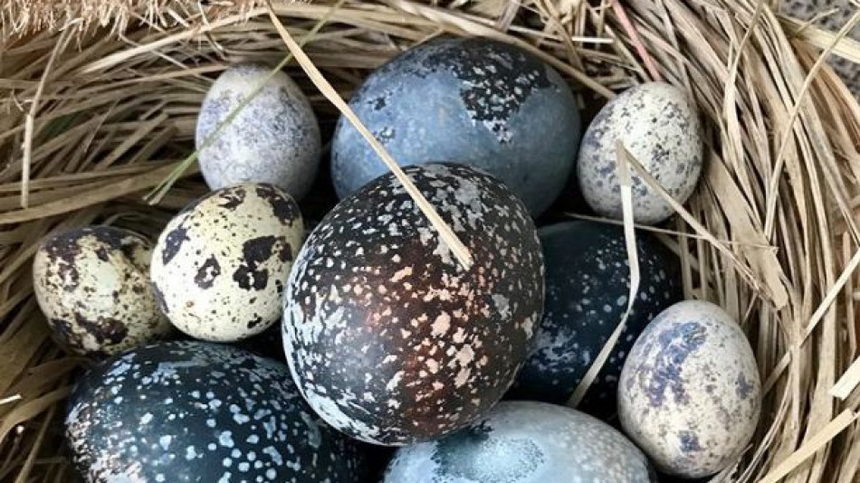 Превърнете великденски яйца в произведения на изкуството СНИМКИ