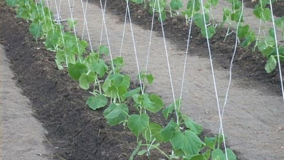 Ето 7 трика за богата реколта от краставици