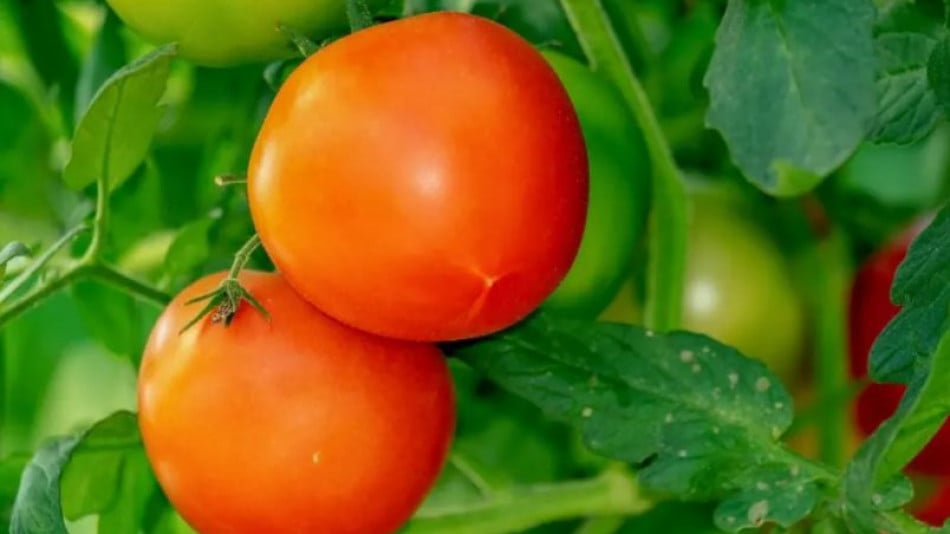 За богата реколта от домати – пъхнете това в дупката, в която ще ги садите