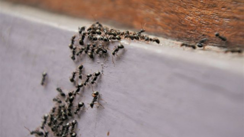 Ето с кой чуден трик ще прогоните мравките от дома ви ВИДЕО