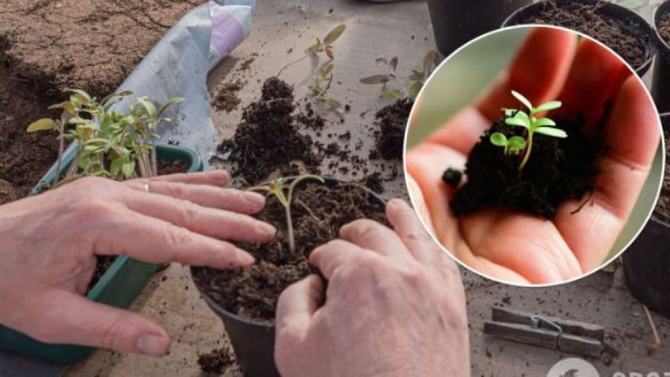 Градинари: Това са 5 тайни за отглеждане на зарзават у дома