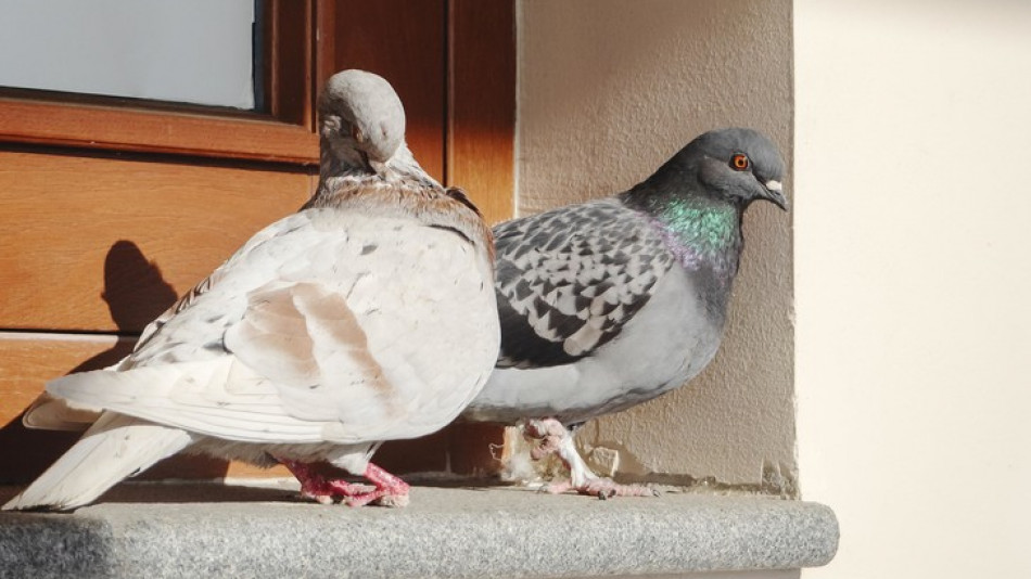 Поличба: Ето какво значи гълъб да кацне на прозореца ви