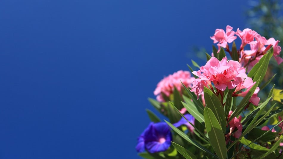 5 цветя, които се засаждат без разсад СПИСЪК