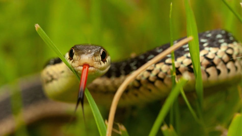 Народни вярвания: Имате змия в двора? Ето какво да правите