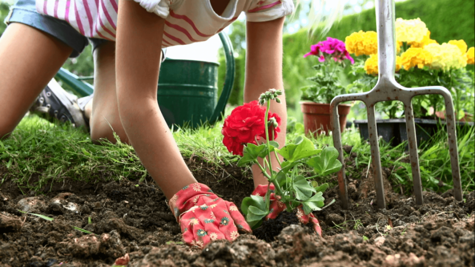 Градинарите ликуват: Ето кои цветя може да засадите през юни