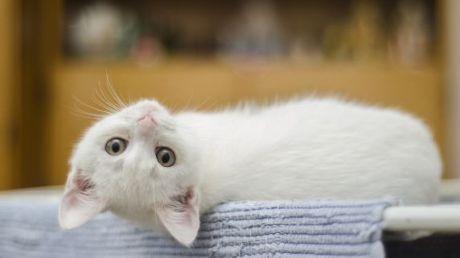 Защо котето лежи върху собственика си: „Мистичното“ обяснение ще ви изненада