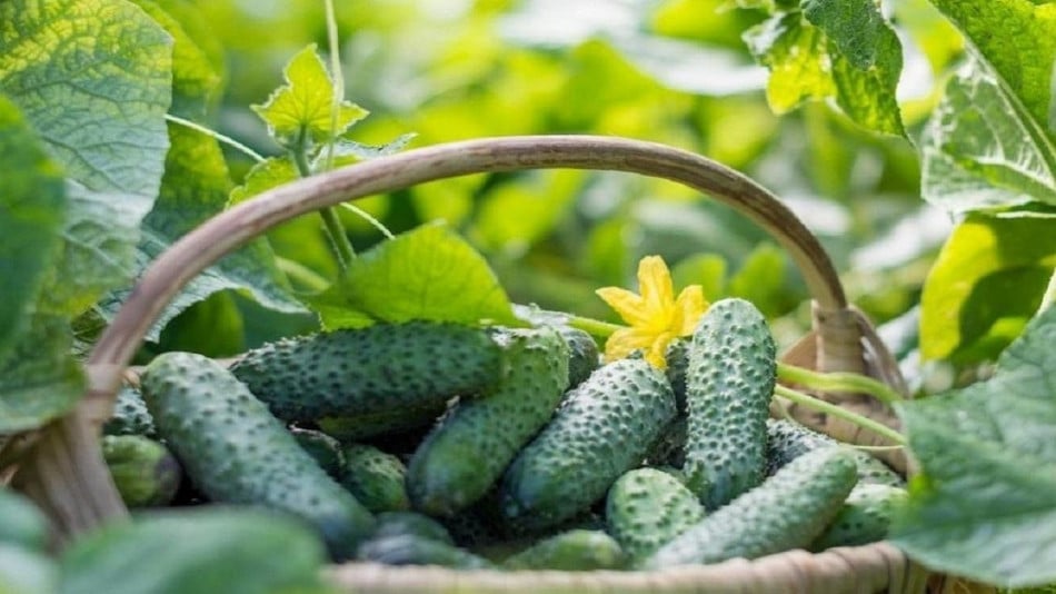 Опитните градинари пръскат краставиците с тази домашна смес – прави чудеса с реколта