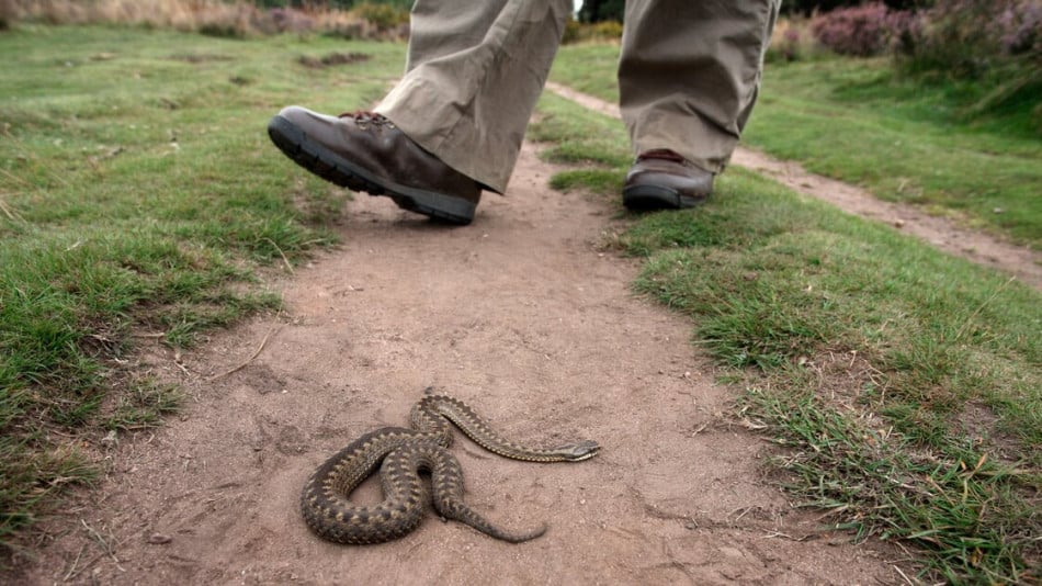Експерти разкриха как да защитите домовете и градините си от змии